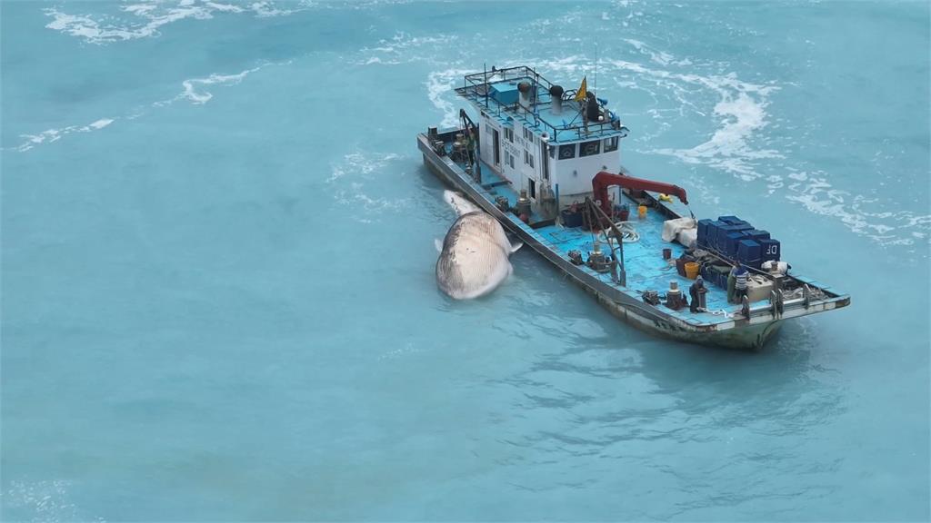 大型鯨魚現蹤花蓮外海　遺體卡定置網.業者：20年第一次