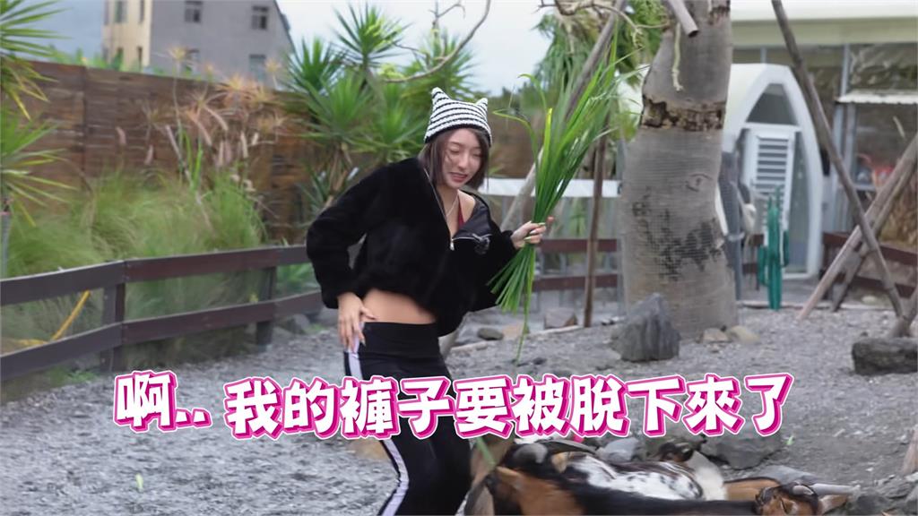 瘋男約會竟在羊舍過夜!團員慘被羊群「爆蛋」 褲襠直接破洞:不能吃啊