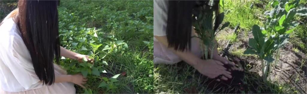 王祖賢加拿大「彎腰種地瓜葉」太反差!「徒手挖土」模樣震撼網:還是美