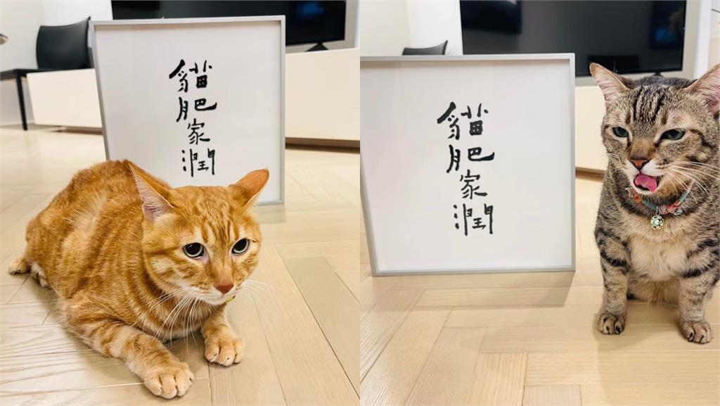 蔡英文「超低調2寶貝小孩」大公開了！神秘人送生日大禮「退休白髮藏不住」