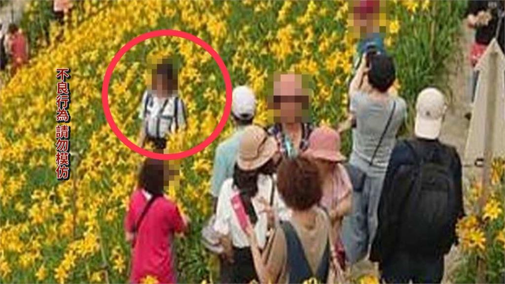 賞花亂象!彰化花壇虎山巖金針花海盛開 慘遭遊客踐踏