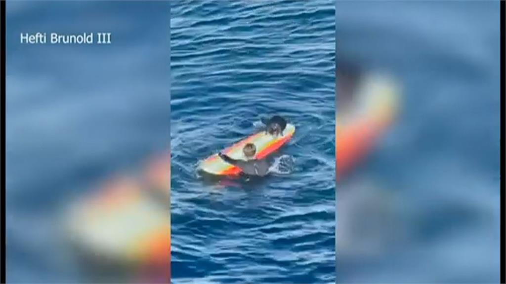 霸道海獺搶走衝浪板 專家:當心!牙齒尖銳連螃蟹都能啃