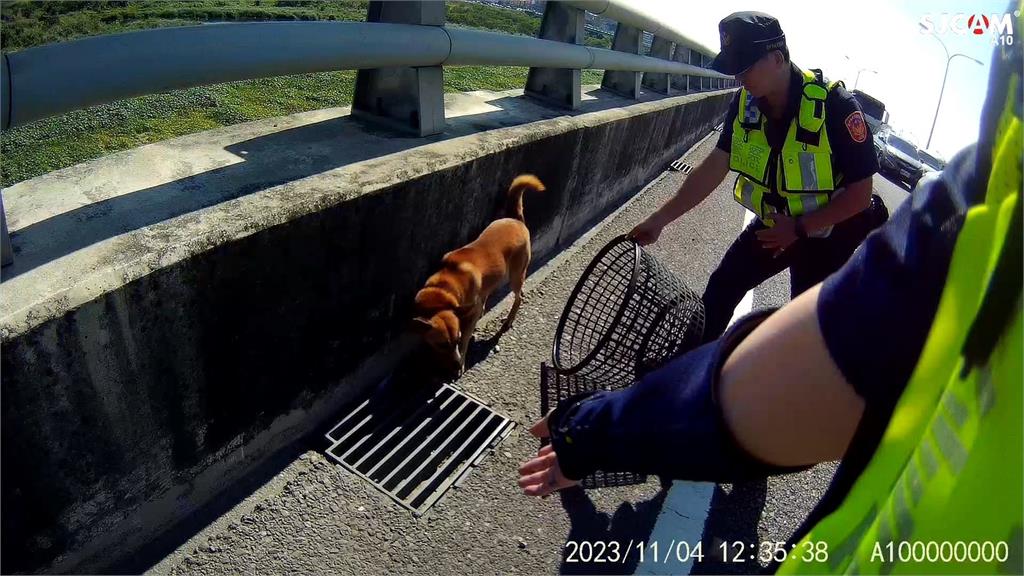毛小孩誤闖台74快速道路遭車撞 勇警逆向鳴笛警車神救援