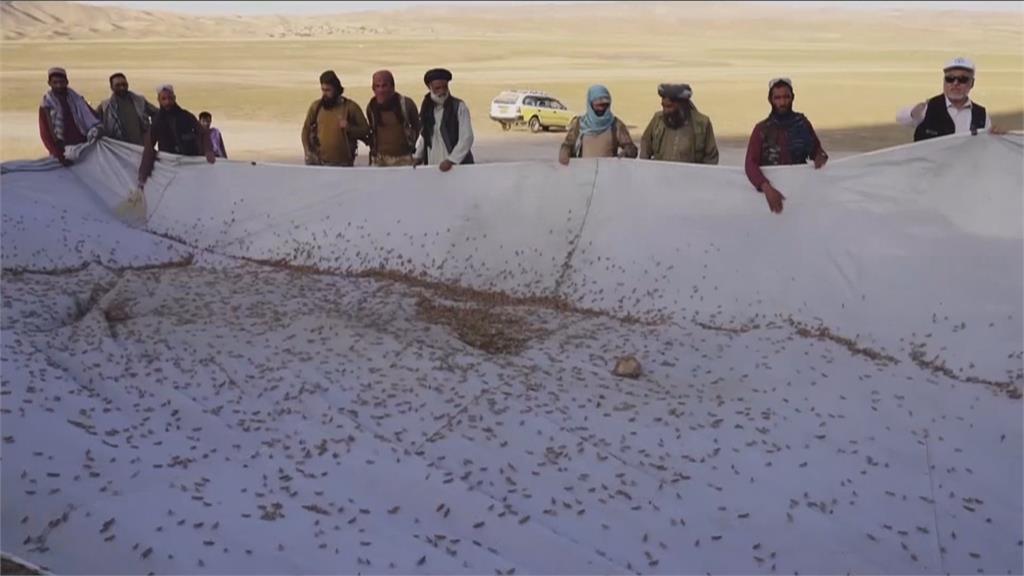 「蝗蟲大軍來襲」農藥不足！　阿富汗糧食供應面臨危機