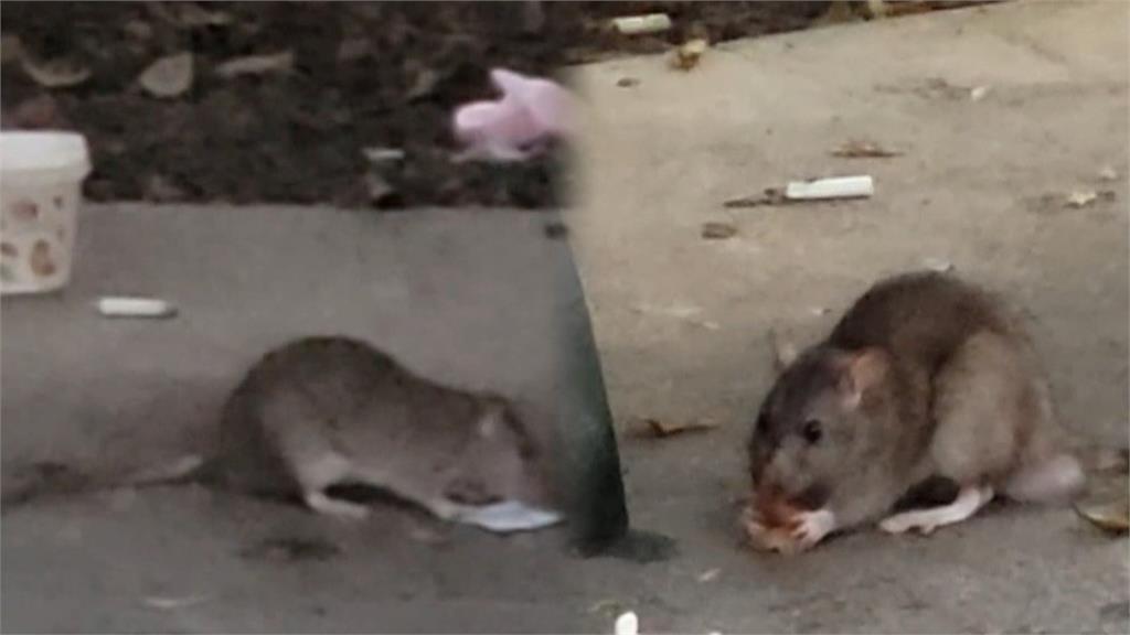 大安里長轟鼠患清消.投藥"無SOP" 蔣萬安:持續宣導