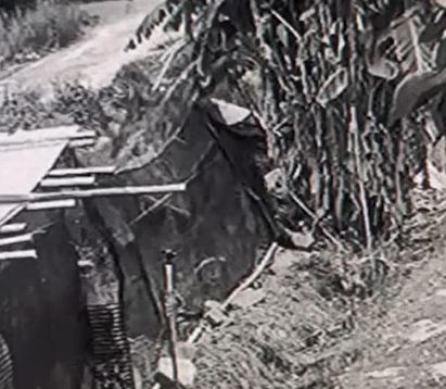 台灣黑熊闖入農園攻擊雞舍　大快朵頤9隻雞