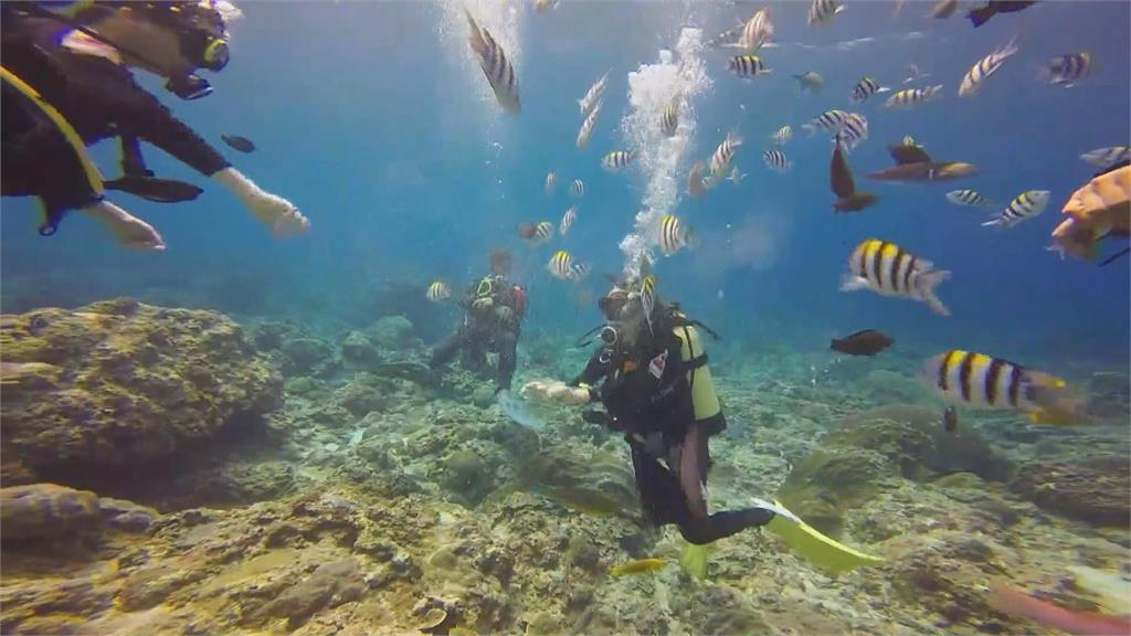 蘭嶼百年珊瑚被刻「你好」　潛水教練氣炸
