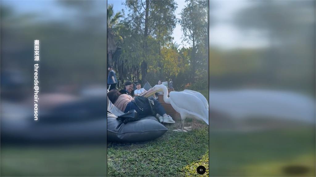 獼猴又來! 香港遊客喝咖啡"包包遭猴搶" 護照.皮夾全不見