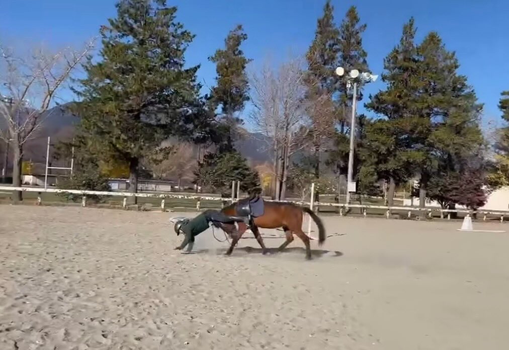 日本驚見「六腳馬」新品種?畫面瘋傳破千萬觀看…台日網友崩潰:笑到眼淚噴出來