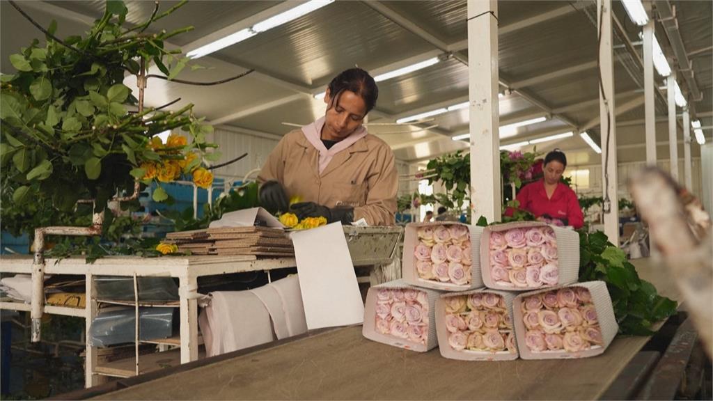 美國對南美鮮花課關稅衝擊市場　西洋情人節花束漲價