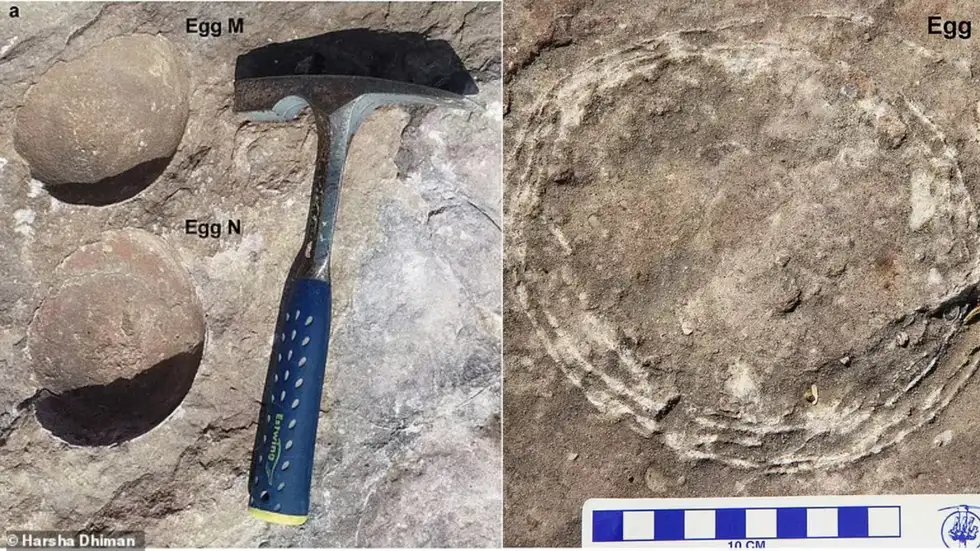 印度發現大量化石！挖出泰坦龍巢穴250顆化石蛋　揭白堊紀時期秘密