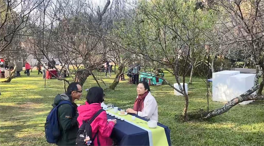 北台灣最大梅園　角板山近300株梅樹盛開超夢幻
