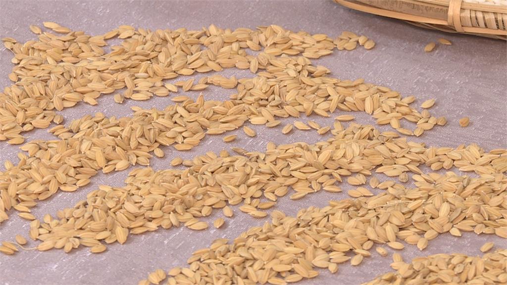 冷飯也Q彈!台南20號米培育成功 採乾濕灌溉減碳又省水