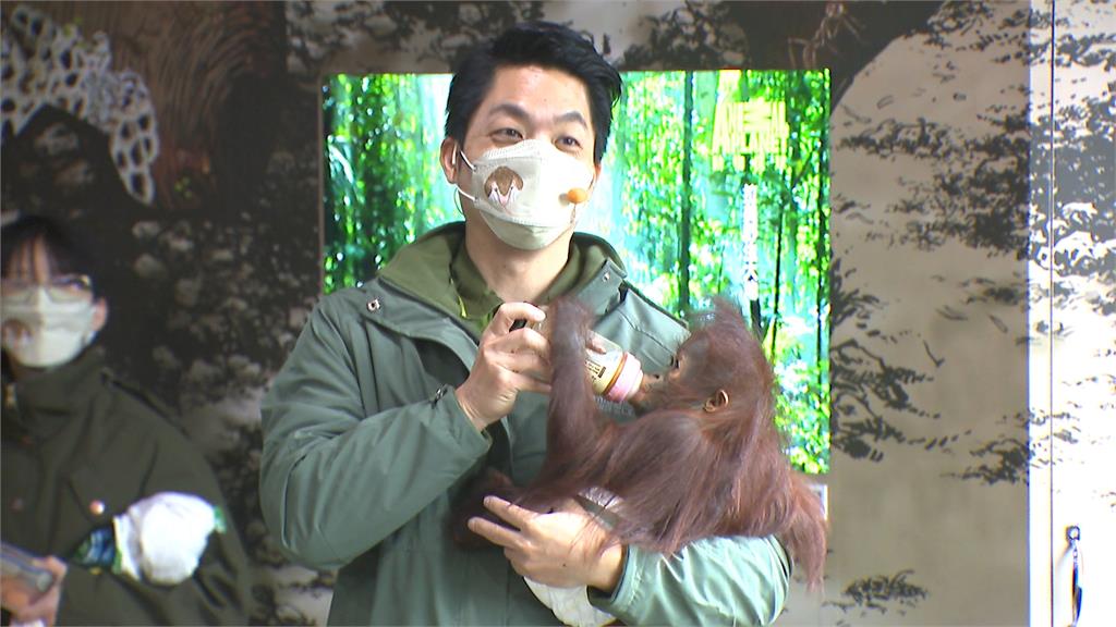 蔣萬安赴動物園探視紅毛猩猩寶寶　展「三寶爸」功力　單手換尿布