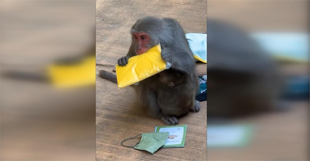 有影／母猴帶小猴掀機車坐墊　動物園小編淪苦主錄影宣導