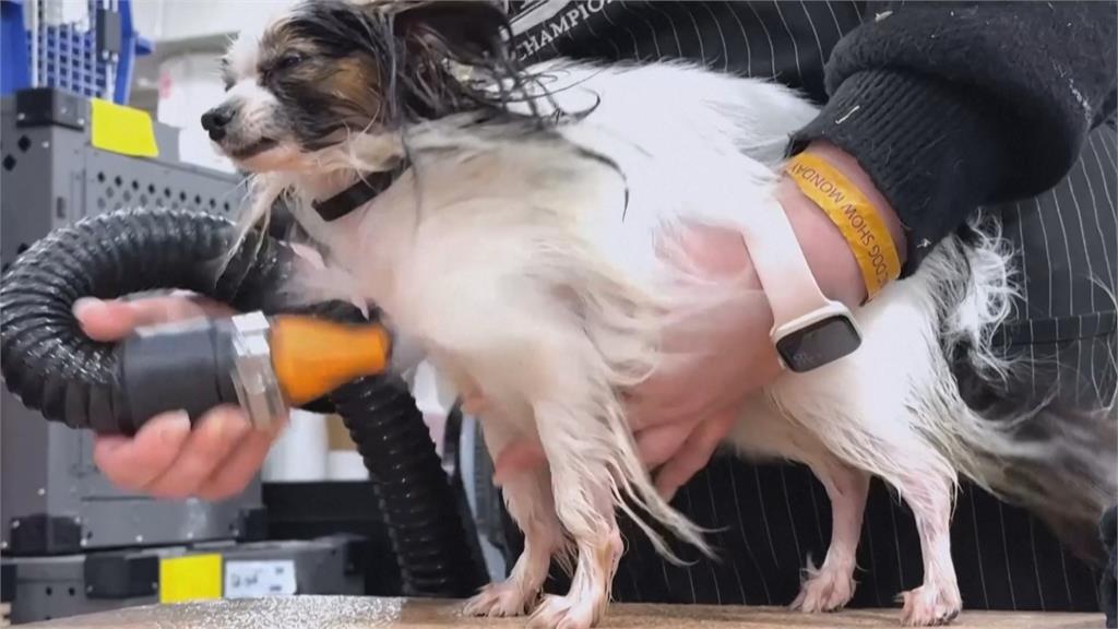 狗界奧斯卡!美國西敏犬展 超過2500隻狗狗參賽