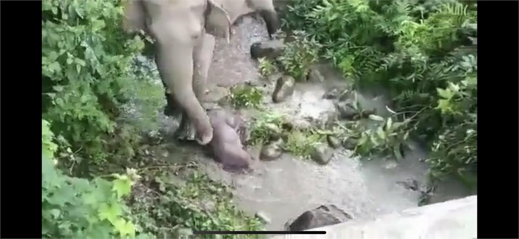 印度母象「不願放棄希望」拖幼子屍體走2公里　溪邊悲鳴惹網心疼