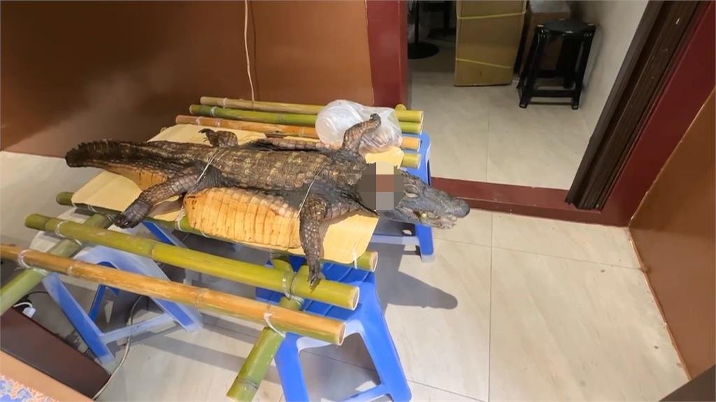 屏東廟會供桌驚見「一整隻鱷魚」信眾嚇傻!宮主揭要價上萬:拜完炒三杯吃