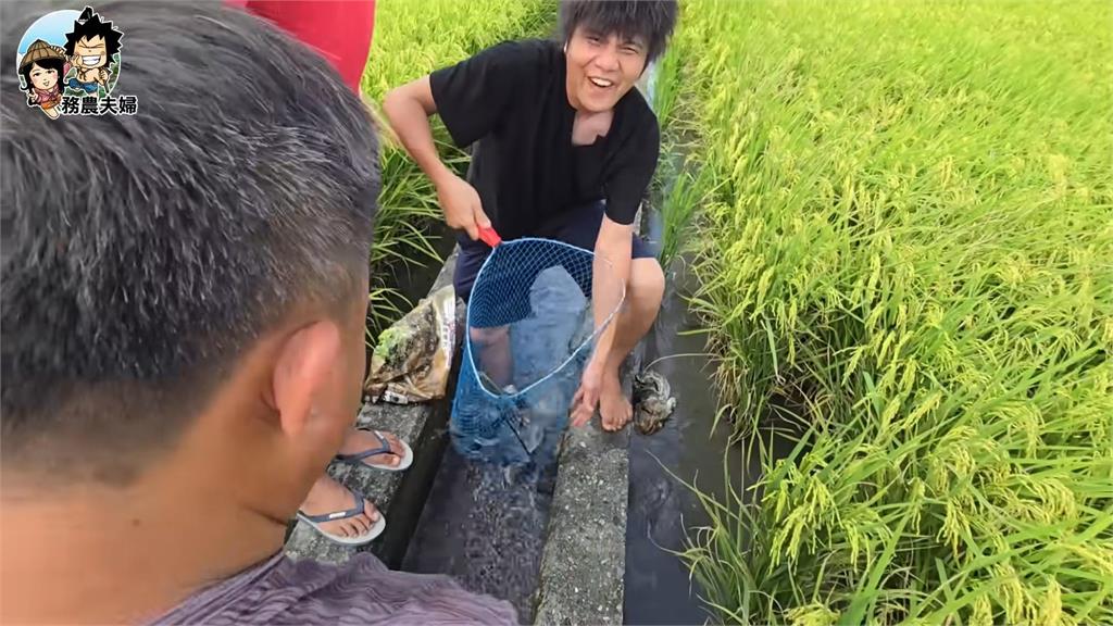 務農多快樂!小農示範「邊種田邊抓魚」 大豐收畫面網驚:還能這樣吃?