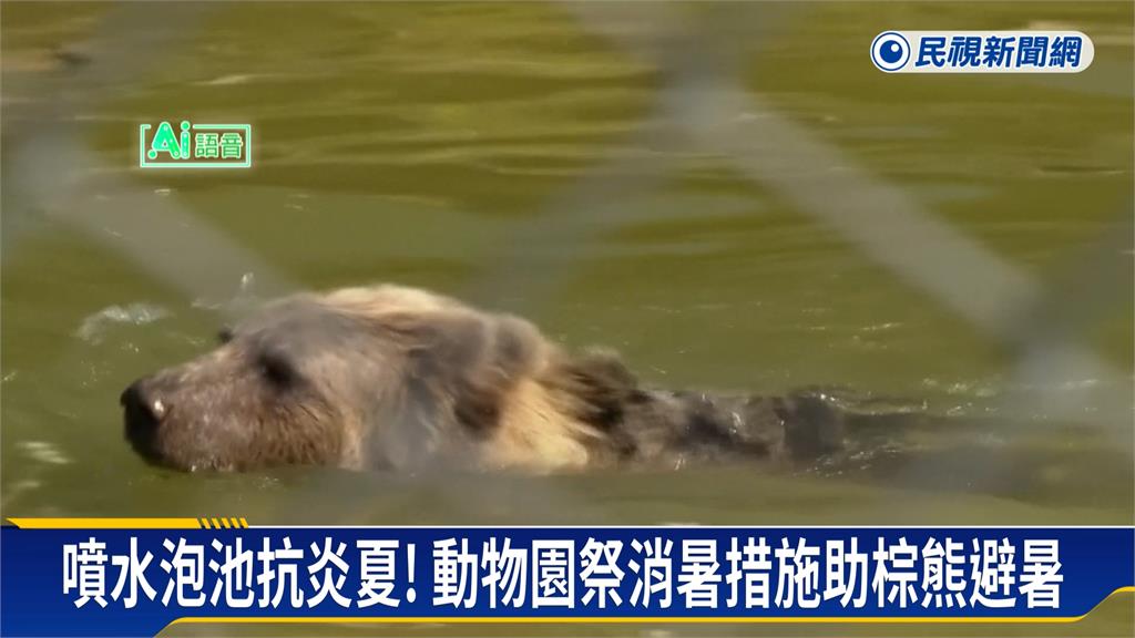 熱浪襲科索沃 動物園提供特製冰品給棕熊消暑