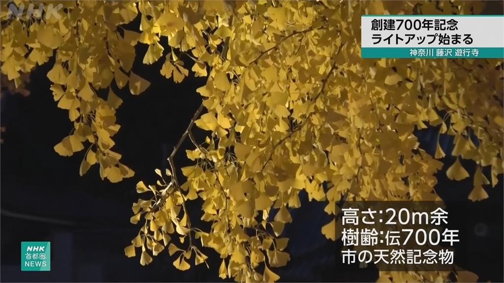 神奈川「遊行寺」700週年點燈 700歲大銀杏更顯雄偉