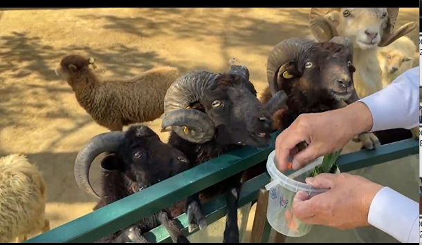 黑羊戰白羊3打1遭控霸凌 動物園澄清:未讓白羊孤立無援