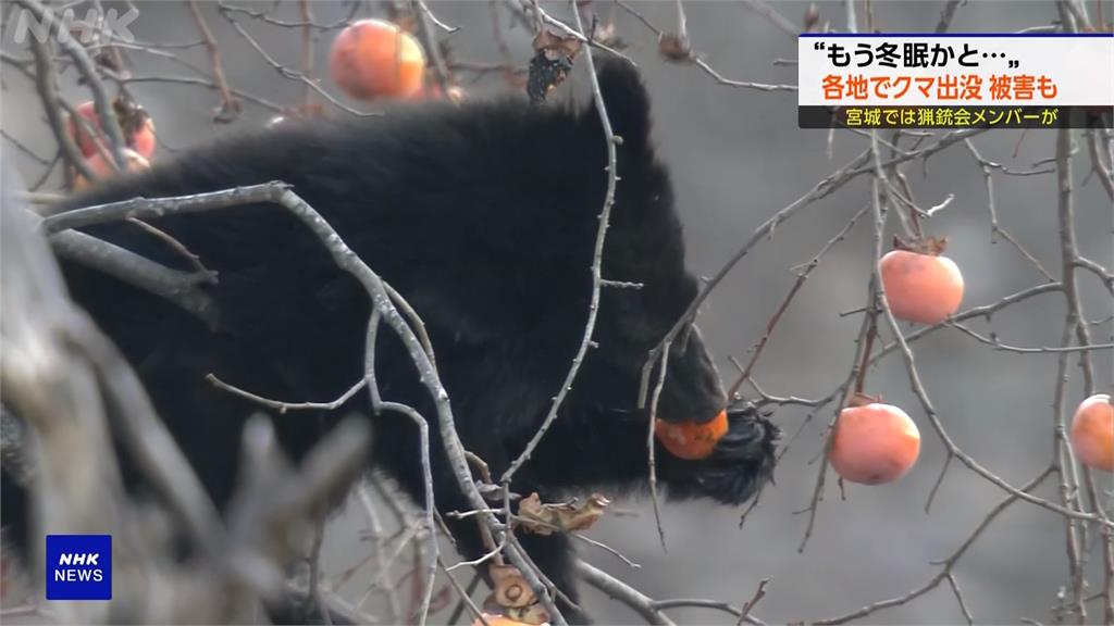 日本野熊不冬眠　宮城獵人查看陷阱慘遭熊反殺