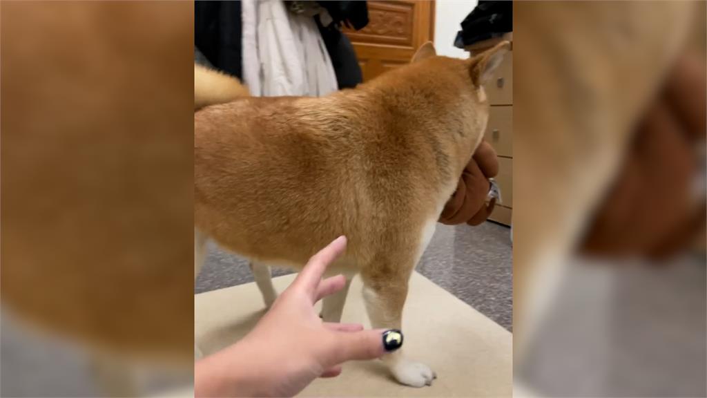 雞腿遮眼！柴犬怕玩具被搶走　嘴咬烤雞娃娃「無違和萌樣」笑翻網