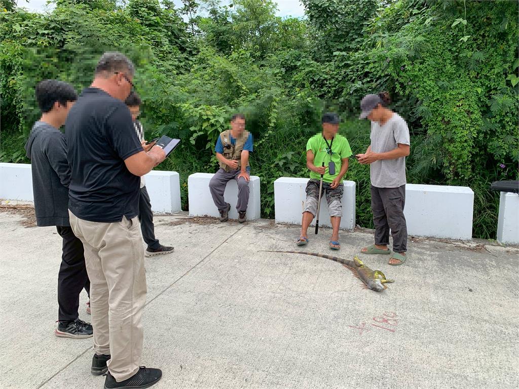 快新聞/台東森林公園驚見巨型綠鬣蜥 農業處:可能攜帶寄生蟲與沙門氏菌