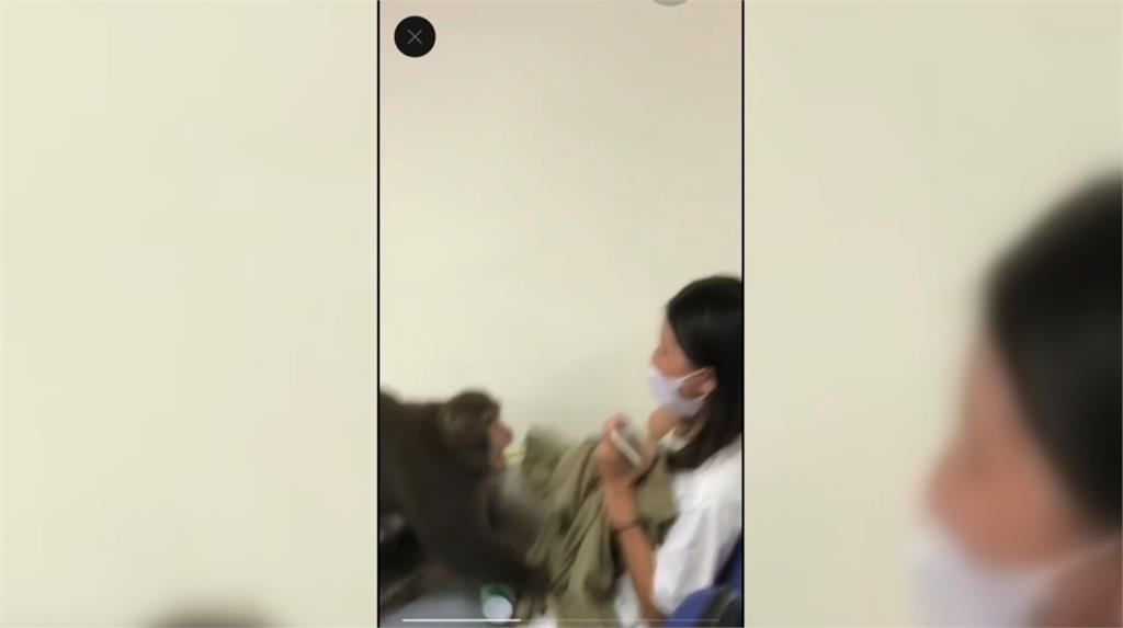 「猴同學」學微積分、日文? 中山大學學生又被牠搶了