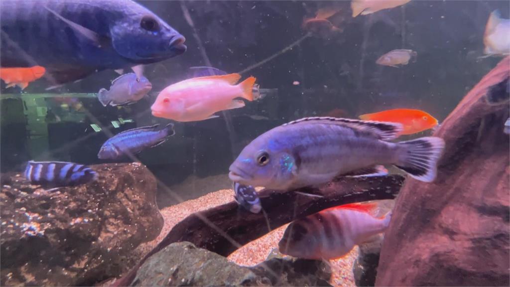 假日新去處！屏東觀賞水族展示廳　各式魚類爭奇鬥艷