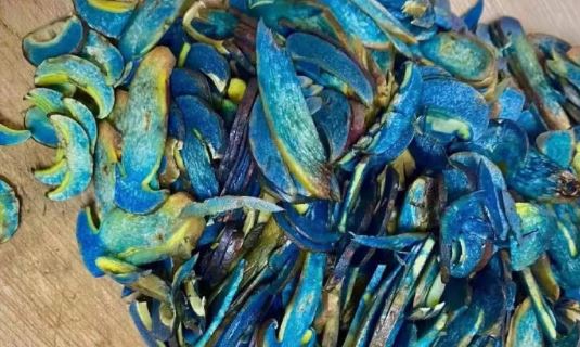 玩命?中國女網紅生吃「藍色蘑菇」下場慘!中毒出現幻覺送醫