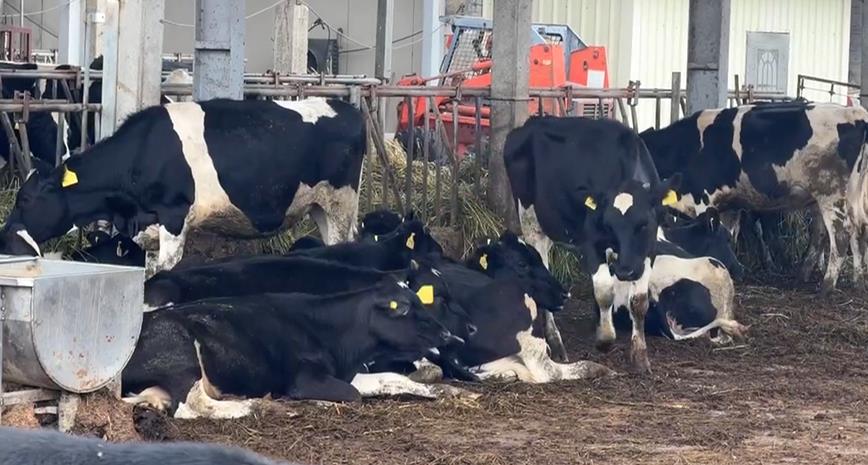 六隻乳牛「揪團」摸黑出走 凌晨逆向跑馬路上險象環生