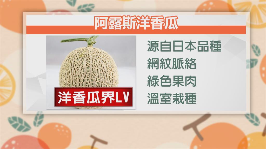 「洋香瓜界的LV」　日本阿露斯品種洋香瓜　台灣這邊種出來了