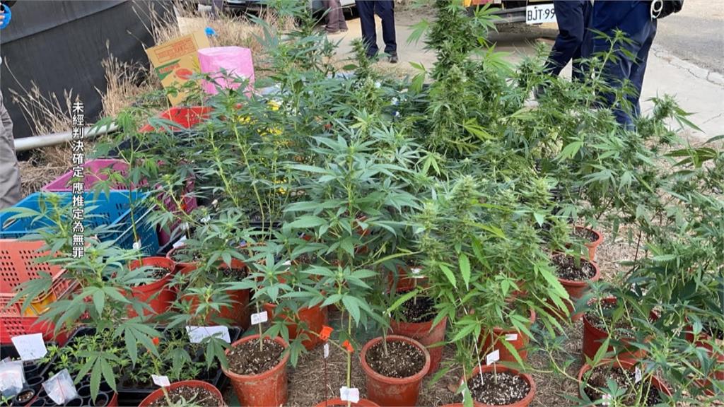台南「香蕉園變大麻農場」 616株市價3千萬!還查獲槍彈