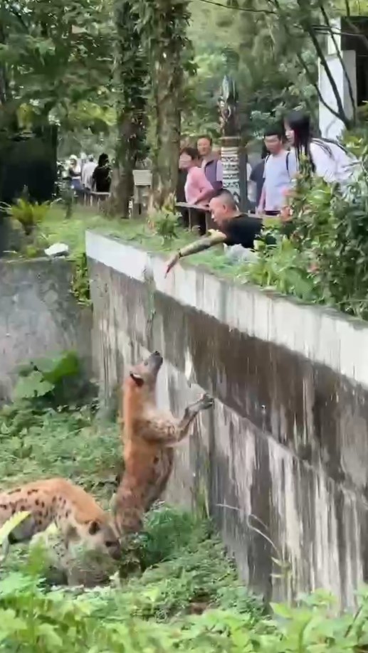 快新聞/猴子跑出來了?木柵動物園「男子逗弄鬣狗」險象環生 網:好想看他掉下去