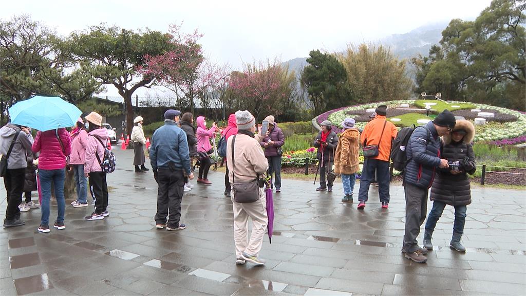 陽明山花季登場!山上體感4度 旅客照樣賞花搶拍照