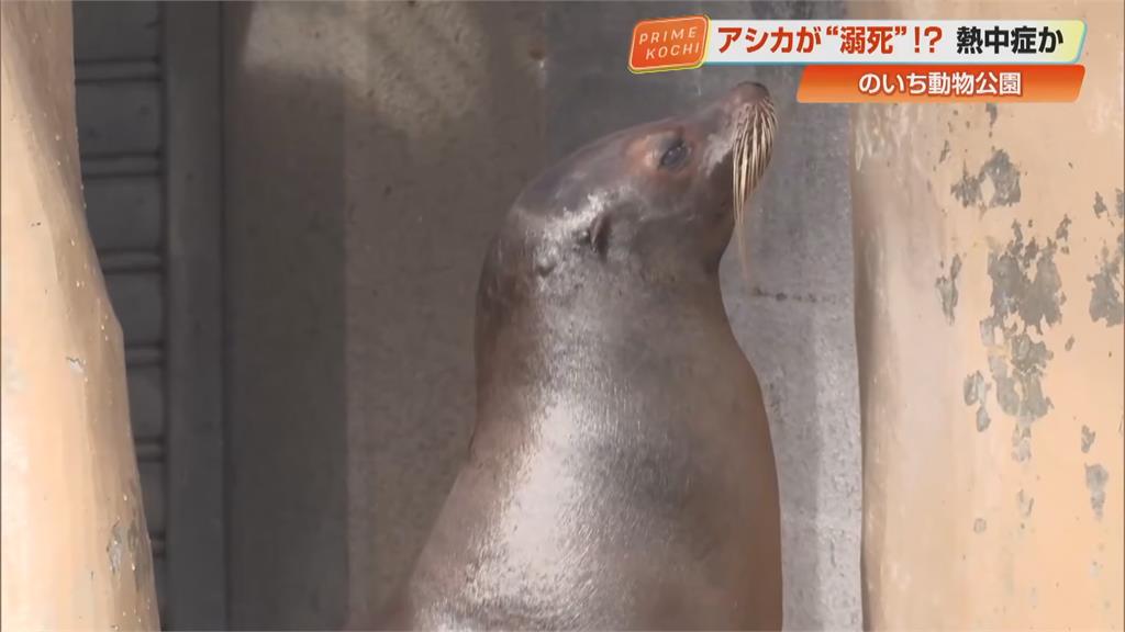 日本太熱! 動物園海獅中暑昏迷亡 野猴跳水游泳消暑