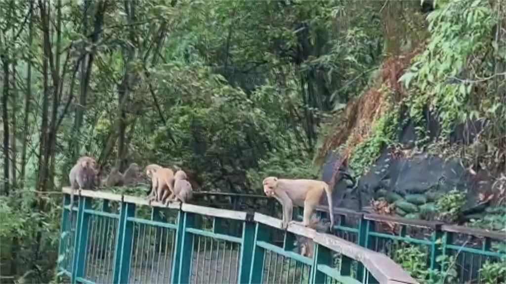 三級警戒日月潭沒遊客　獼猴集體大解封