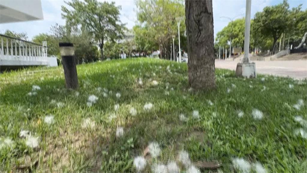 最美北斗「國道木棉花道」遭剃頭 高公局曝原因