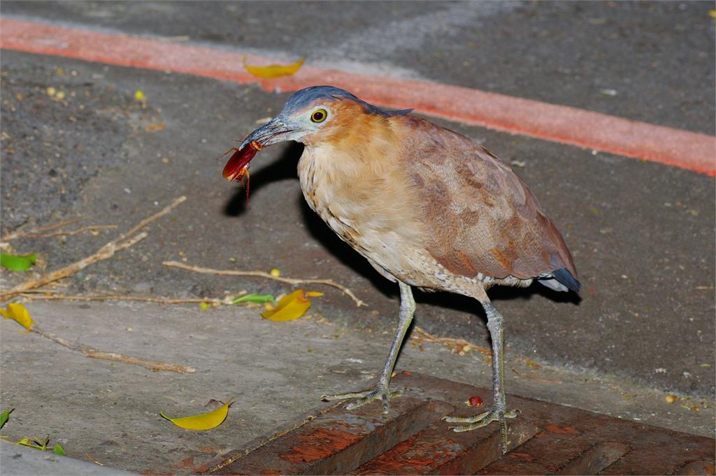 台灣常見「大笨鳥」30分鐘狂嗑7小強!網見「蟑螂剋星」狂讚:我的超人