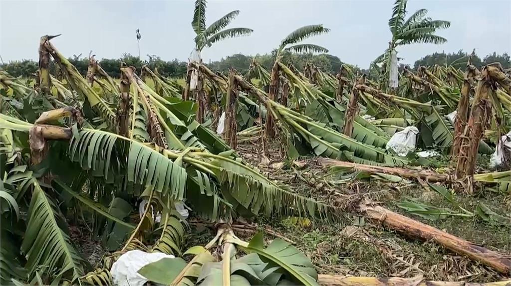 颱風侵襲！雲林農損超過3.2億　南投仁愛鄉「伊娜谷香糯米」產量大減