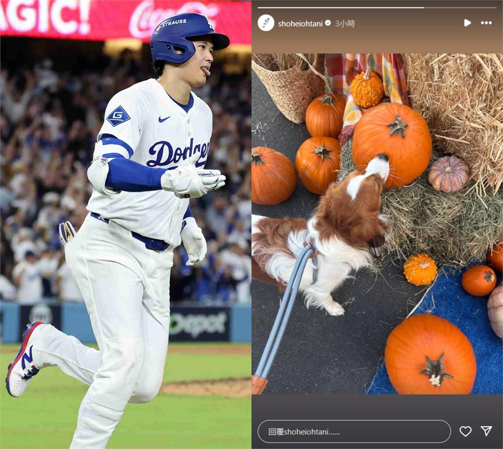 MLB/老爸寫歷史你不開心?大谷神蹟之夜慶祝文藏「苦瓜臉」愛犬:我不喜歡拍照..