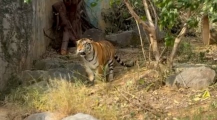 向六福村借老虎展出 動保團體抗議新竹市府及動物園