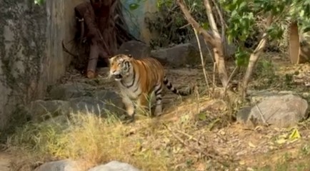 向六福村借老虎展出　動保團體抗議新竹市府及動物園