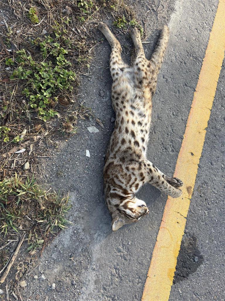 快新聞／今年首起石虎路殺！疑為覓食過馬路遭撞　保育團體盼設「安全通道」