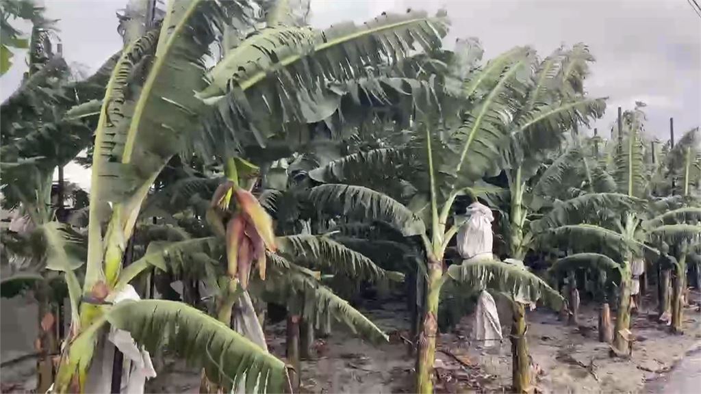 防颱大作戰！雲林林內木瓜搶收　莿桐香蕉園加固樹幹