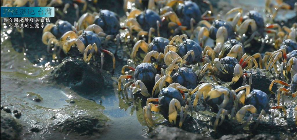 獲國際大獎認可！《野性濕地》紀錄台灣之美　團隊為拍「2保育生物」苦候23天