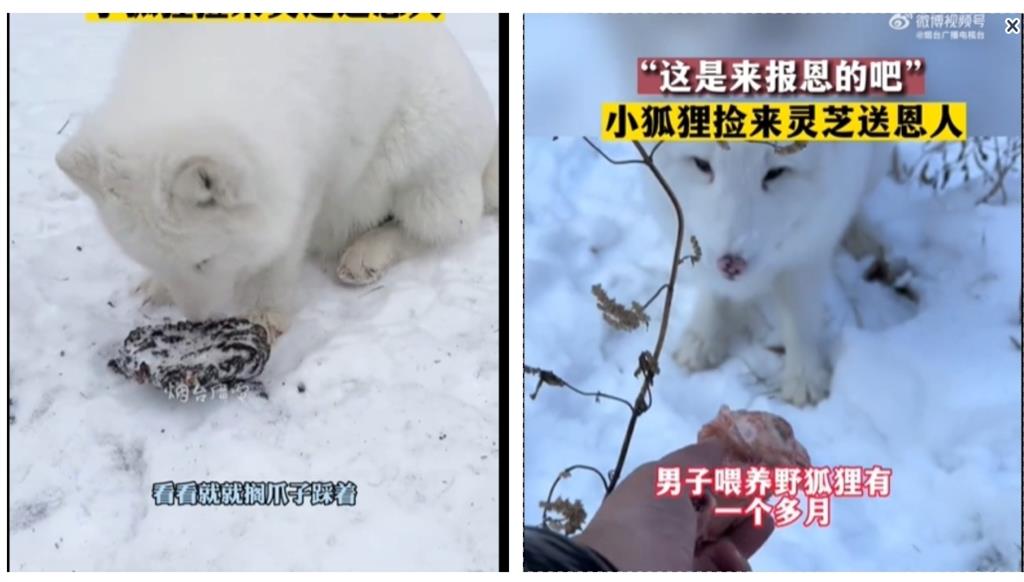 男子捕獲「絕美白狐」雪中飄仙氣！好心餵食後…牠竟叼「靈芝報恩」