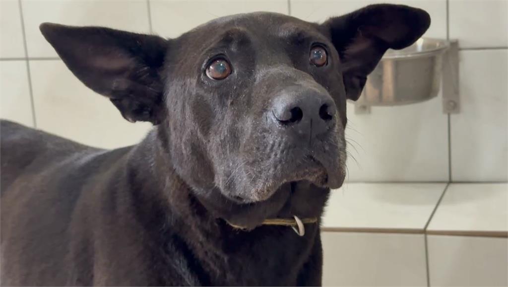 「揮棍棒打狗」逼愛犬戶外小便！　民眾報警、動保單位速救援